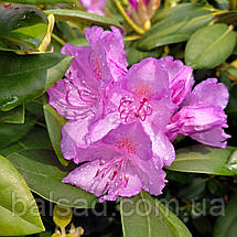 Рододендрон Боурзалт / С5 / Rhododendron Boursault, фото 4
