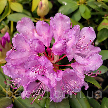 Рододендрон Боурзалт / С5 / Rhododendron Boursault, фото 1