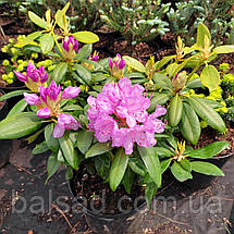 Рододендрон Боурзалт / С5 / Rhododendron Boursault, фото 2