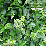 Ligustrum vulgare 'Atrovirens', Бирючина звичайна 'Атровіренс',C2 - горщик 2л, фото 2