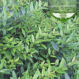 Ligustrum vulgare 'Atrovirens', Бирючина звичайна 'Атровіренс',C2 - горщик 2л, фото 3