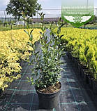 Ligustrum vulgare 'Atrovirens', Бирючина звичайна 'Атровіренс',C2 - горщик 2л, фото 5
