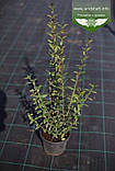 Ligustrum vulgare 'Atrovirens', Бирючина звичайна 'Атровіренс',C2 - горщик 2л, фото 6