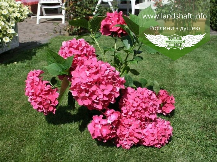 Hydrangea macrophylla 'Leuchtfeuer', Гортензія крупнолиста 'Лойтфоєр',C2 - горщик 2л