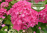 Hydrangea macrophylla 'Leuchtfeuer', Гортензія крупнолиста 'Лойтфоєр',C2 - горщик 2л, фото 2