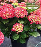 Hydrangea macrophylla 'Leuchtfeuer', Гортензія крупнолиста 'Лойтфоєр',C2 - горщик 2л, фото 6