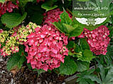 Hydrangea macrophylla 'Leuchtfeuer', Гортензія крупнолиста 'Лойтфоєр',C2 - горщик 2л, фото 7