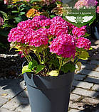 Hydrangea macrophylla 'Leuchtfeuer', Гортензія крупнолиста 'Лойтфоєр',C2 - горщик 2л, фото 9