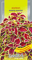 Колеус Візард Скарлет 10 шт SeedEra (багаторіч.)