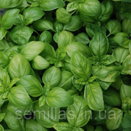 Насіння базиліка Густоса, 10 гр., зеленого, генуезький тип ТМ "ЛєдаАгро", фото 1