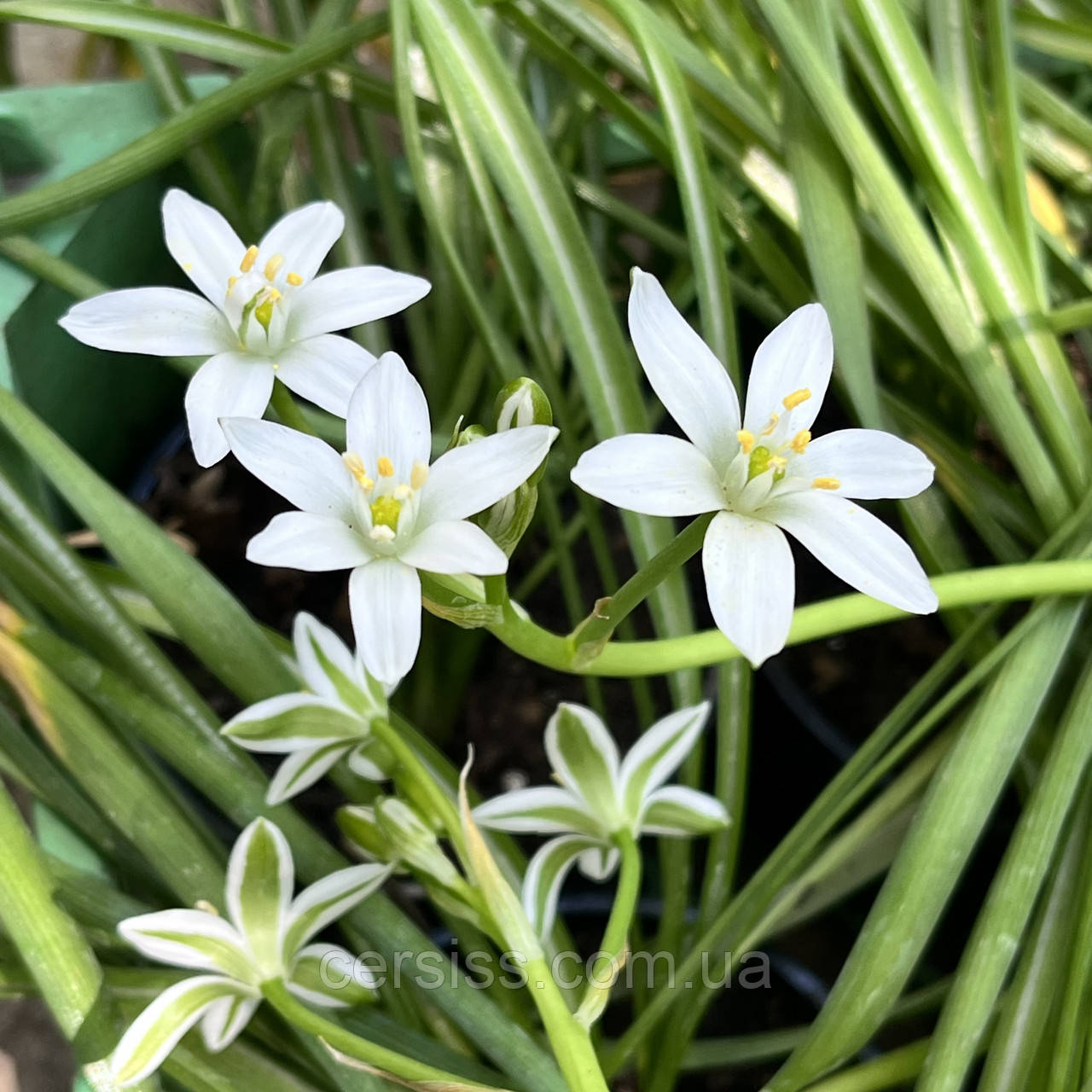 Орнітогалум цибулини в горщику, Ornithogalum
