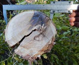 Обрізувач дерев, фото 4
