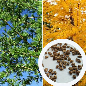 Модрина японська насіння 0,5 грами (прибл 100 шт) (Larix kaempferi) Кемпфера