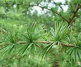 Модрина японська насіння 0,5 грами (прибл 100 шт) (Larix kaempferi) Кемпфера, фото 5