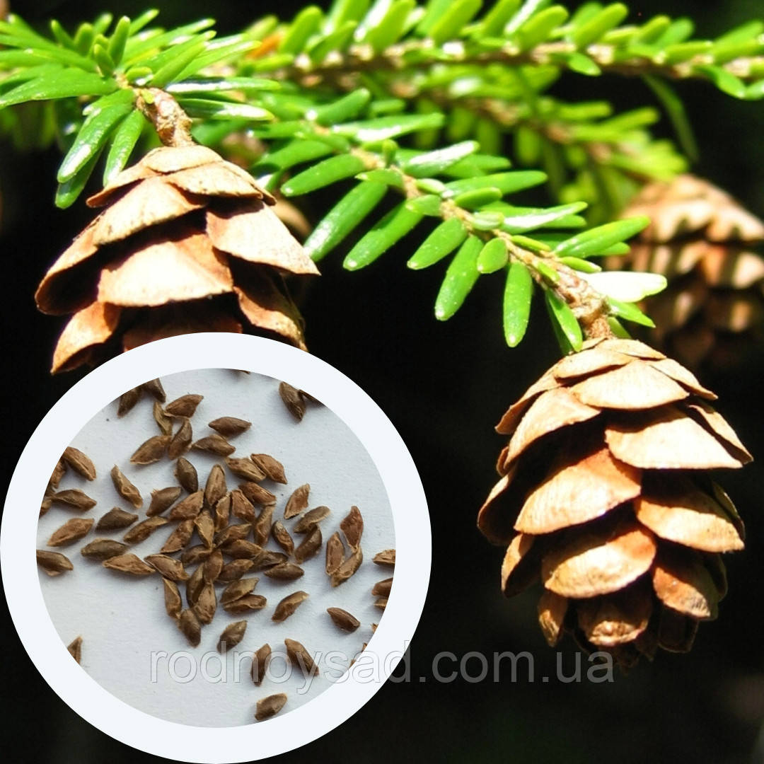 Тсуга канадська насіння 0,5 грами (прибл 100 шт) Tsuga canadensis