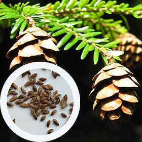 Тсуга канадська насіння 0,5 грами (прибл 100 шт) Tsuga canadensis