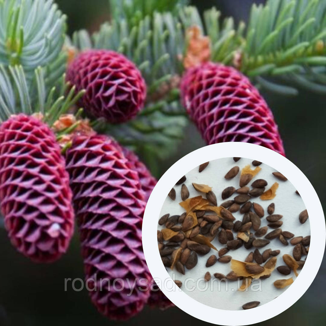 Ялина аянська насіння 0,5 грами (прибл 400 шт) Picea jezoensis