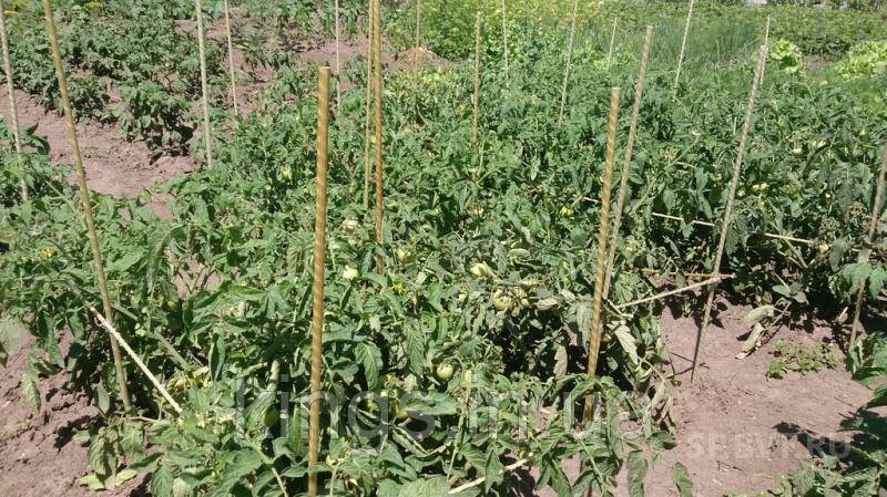 Опори і кілочки для підв'язки рослин  ø 8 мм x 1,2 метра