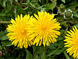 Кульбаба звичайна насіння 1 грам (прибл. 2000 шт) (Taraxacum officinale), фото 3