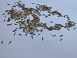 Кульбаба звичайна насіння 1 грам (прибл. 2000 шт) (Taraxacum officinale), фото 2