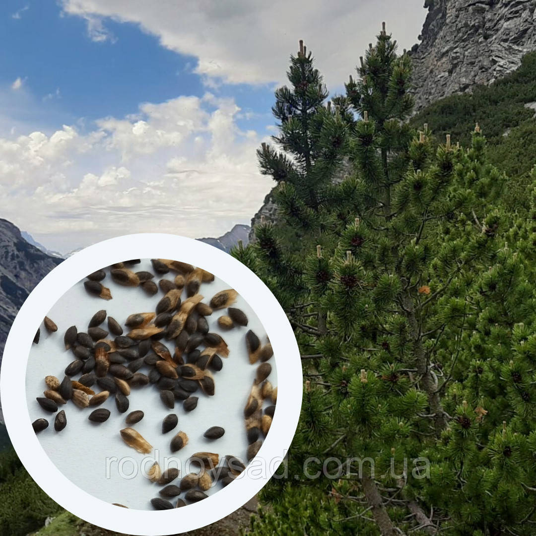 Сосна гірська насіння 0,5 грами (прибл 100 шт) (Pinus mugo) сланка