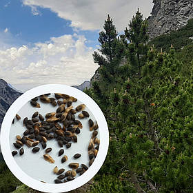 Сосна гірська насіння 0,5 грами (прибл 100 шт) (Pinus mugo) сланка