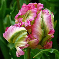 Тюльпан папуговий Green Wave 12+