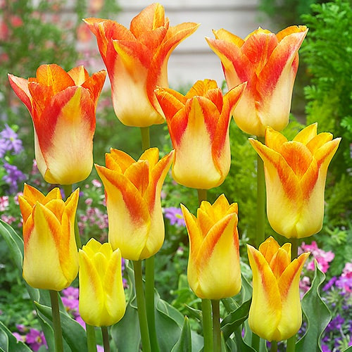 Тюльпан ліліподібний Moonblush 12+, фото 1