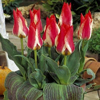 Тюльпан низький Грейга Plaisir 12+