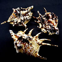 Морские раковины ламбис тигровый черный LAMBIS TIGER размер M/L длина 10.5-11.5 см