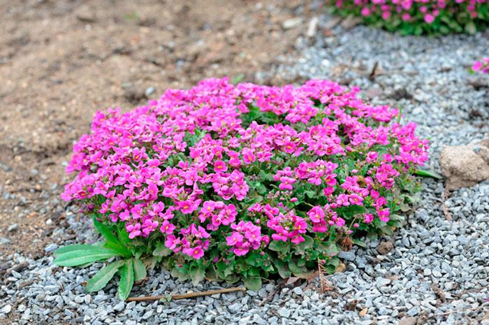 Арабіс кавказький рожевий. Розсада в контейнерах Д5., фото 1