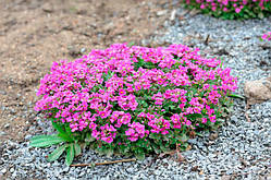 Арабіс кавказький рожевий. Розсада в контейнерах Д5.