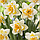 Нарцис махровий Sweet Desire 12+, фото 3