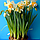 Нарцис махровий Sweet Desire 12+, фото 5
