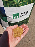 Конюшина біла Rivendel, DLF Trifolium 1 кг, фото 6