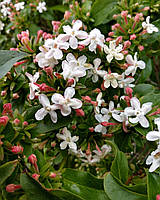 Абелія Mosanensis. Abelia Mosanensis.