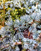 Кедр ліванський "Антлантика Глаука". 
Cedrus libani «Atlantica Glauca»