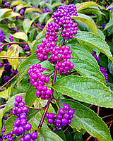 Калікарпа "Issai". Callicarpa DICHOTOMA "Issai".