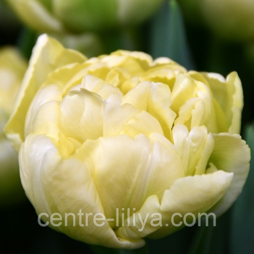 Тюльпан махровый Avantgarde 11/12: продажа, цена в Миргороде. Семена и ...