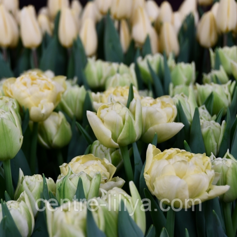 Тюльпан махровый Avantgarde 11/12: продажа, цена в Миргороде. Семена и ...