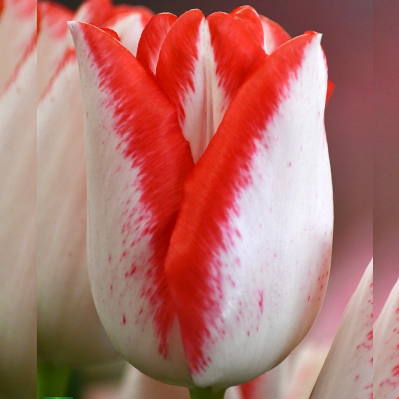 Тюльпан тріумф Beautytrend 12+, фото 1