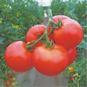 Купить томат полудетерминантный семна | Цена от 326 грн.| Агролавка