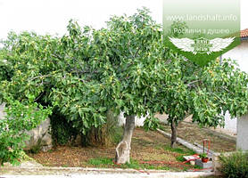Інжир (Ficus carica)