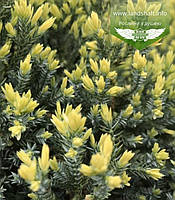 Juniperus squamata 'Holger', Ялівець лускатий 'Холгер',P9 - горщик 9х9х9