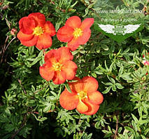 Potentilla fruticosa 'Red Ace', Лапчатка кущова 'Ред Ейс',C2 - горщик 2л