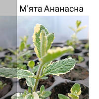 Мята Ананасна Мята Variegata саженец.