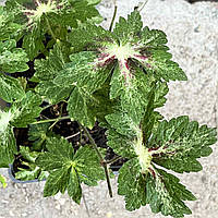 Герань вариегатная Спрингтайм саженцы в горшках, Geranium phaeum Spring Time