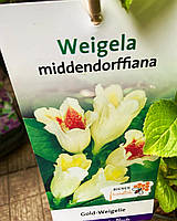 Вейгела middendorffiana. Weigela middendorffiana.