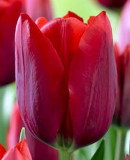 Тюльпан Тріумф Bastogne (Бастонь) 3 цибулинки, фото 2