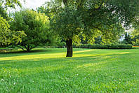 Семена Газонная трава Парковая 1 кг, декоративная низкорослая травосмесь 1 кг